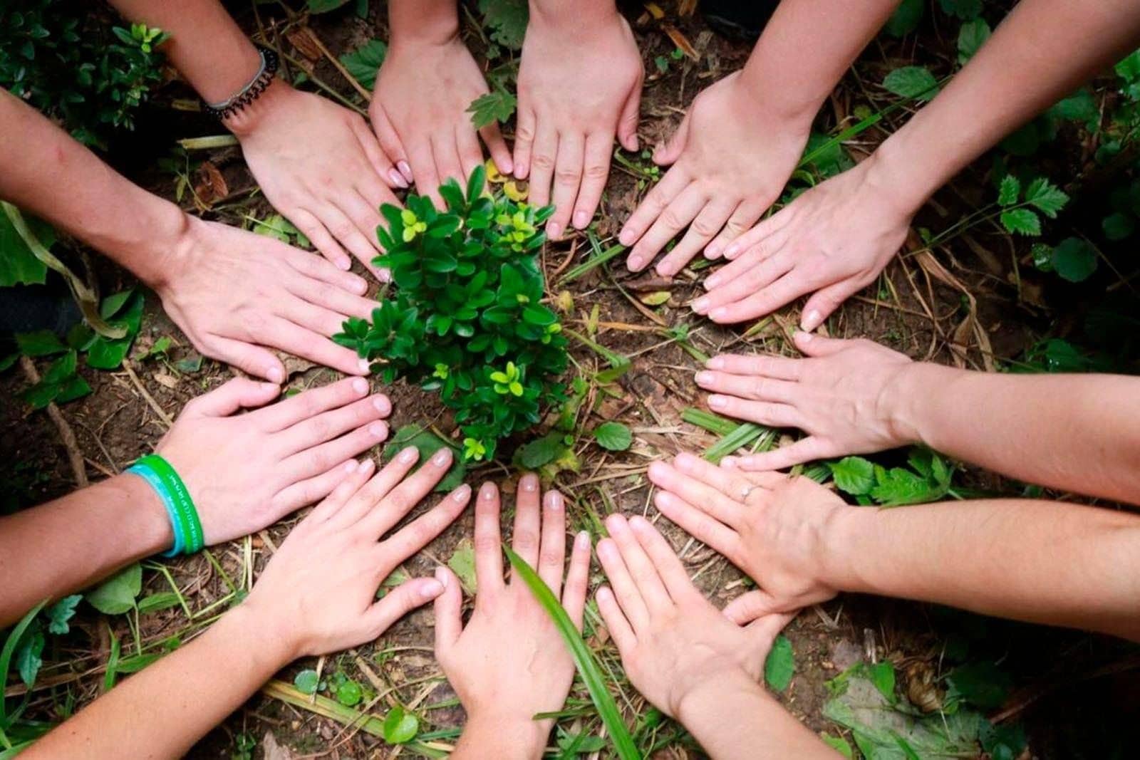 Экологическое волонтерство: как стать частью профессионального центра - 2